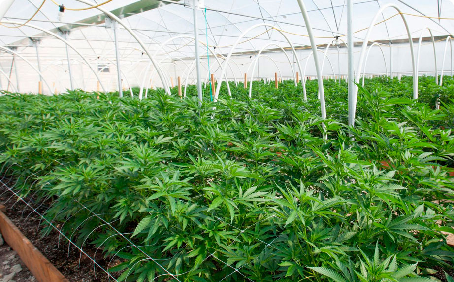 multiple cannabis plants growing under cannabis light